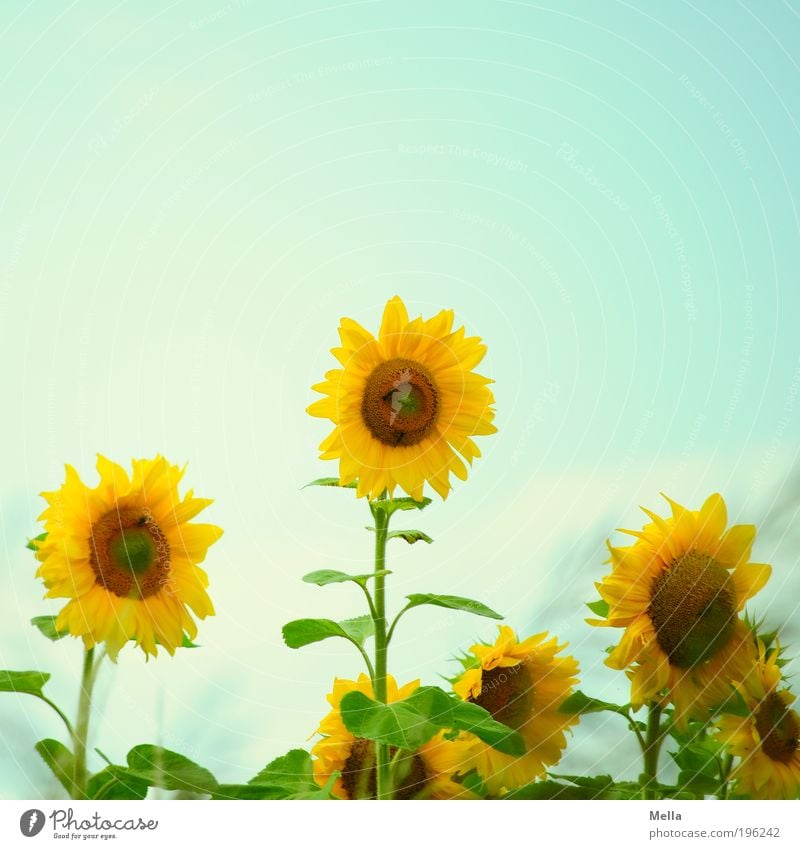 summer breeze Environment Nature Plant Summer Flower Blossom Sunflower Blossoming Happiness Hip & trendy Natural Positive Retro Blue Yellow