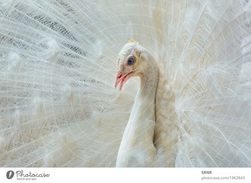 Portrait of White Peacock Animal Bird 1 Wild avian avifauna ceremony courtship ritual covert feathers extravagant tail Feather pavo peafowl plumage