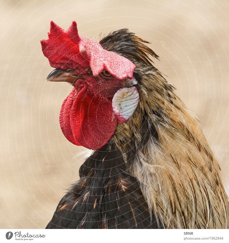 Portrait of Rooster Animal Bird 1 Brown avian avifauna Beak Bank note domestic animal domesticated fowl gallinaceous bird omnivores poultry red comb Gamefowl