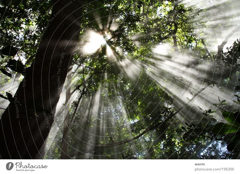 Sunbeams in the Cloud Forest Environment Nature Plant Air Summer Beautiful weather Fog Tree Virgin forest Costa Rica Calm Colour photo Exterior shot Deserted
