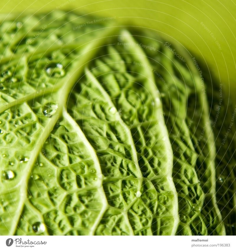 wetted Food Vegetable Savoy cabbage Organic produce Vegetarian diet Environment Drops of water Sphere Fresh Healthy Delicious Green Life line Vessel Cabbage