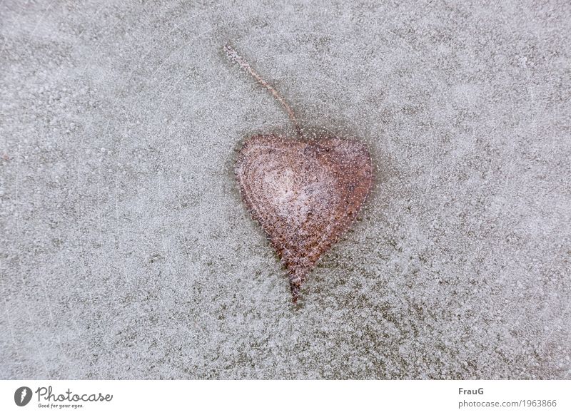 Caught in the ice Nature Winter Ice Frost Leaf Lake Heart Cold Colour Frozen Ice crystal Air bubble Canned Colour photo Exterior shot Copy Space left
