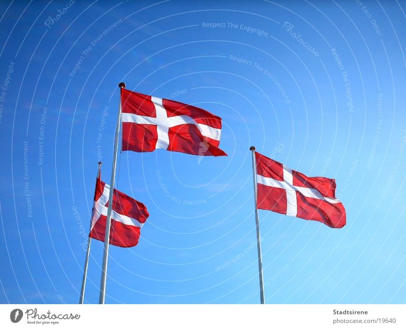 Flags in the wind Vacation & Travel Summer Sky Wind Transport Red White Foreign countries Denmark Blue sky Flag of Denmark Colour photo Exterior shot Day