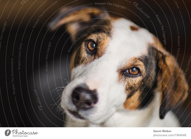 eye contact Animal Pet Dog Animal face Pelt 1 Observe Looking Brown White Contact dog animal mammal Looking into the camera Colour photo Interior shot Close-up