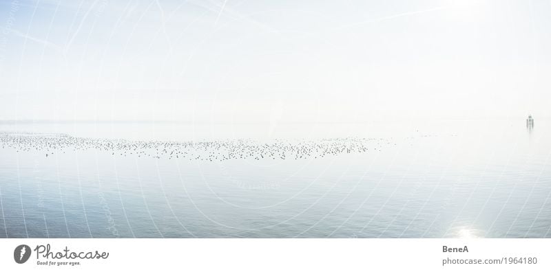 Swarm of birds swims on Lake Constance in the glistening sun Harmonious Relaxation Calm Swimming & Bathing Vacation & Travel Freedom Sun Nature Landscape Animal