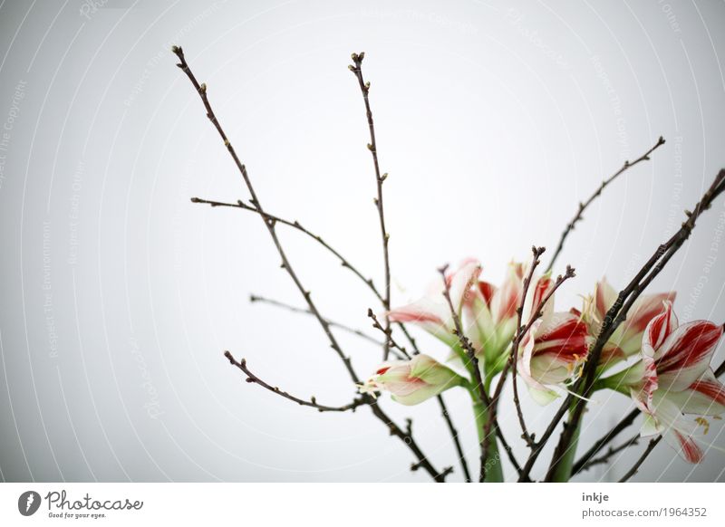 Spring is coming! Flower Bushes Lily Branch Twig Blossoming Fresh Bright Beautiful Moody Spring fever Esthetic Bouquet Flower vase Bright background