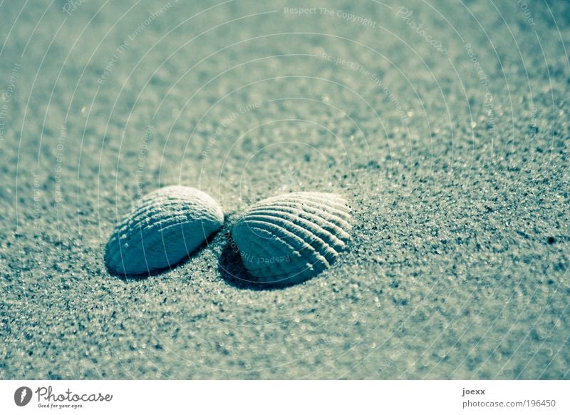 Cuddly Shell Sand Beach Happy Emotions Together Love Cockle Opposite Sandy beach Vacation & Travel Flotsam and jetsam Mussel shell Colour photo Subdued colour