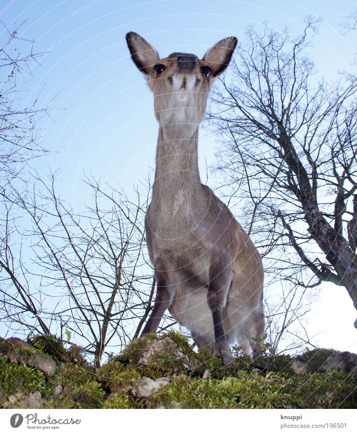 reh Leisure and hobbies Hunting Trip Freedom Safari Summer Mountain Zoo Environment Nature Animal Sky Cloudless sky Spring Beautiful weather Tree Bushes Moss