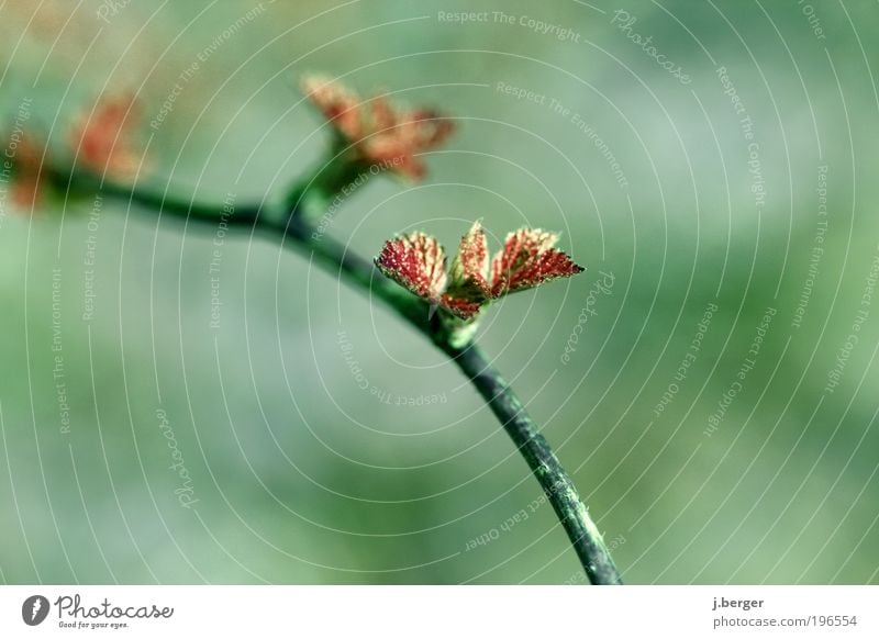 sprout Environment Nature Plant Spring Tree Leaf Branch Esthetic Green Red Twig Blur Shallow depth of field Colour photo Multicoloured Exterior shot Close-up