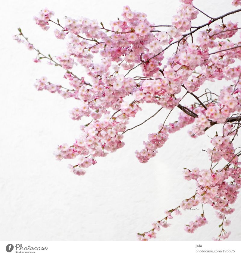 April Nature Spring Beautiful weather Plant Tree Flower Leaf Blossom Park Wall (barrier) Wall (building) Facade Friendliness Bright Pink White Spring fever