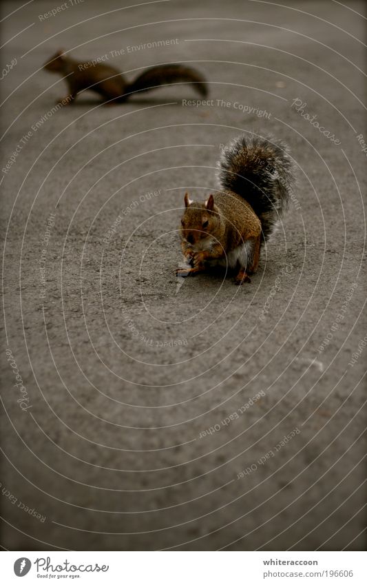 Squirrel squirrel Animal Park Wild animal Rodent 2 To feed Brown Gray Colour photo Exterior shot Close-up Copy Space left Copy Space bottom Neutral Background