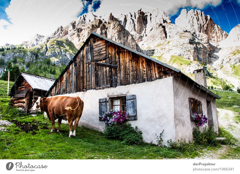 Cow and hut with view in the Dolomites Central perspective Deep depth of field Sunbeam Sunlight Light (Natural Phenomenon) Silhouette Contrast Shadow Day