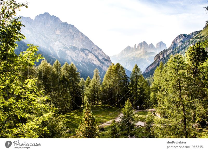 Forest with panorama in the Dolomites Central perspective Deep depth of field Sunbeam Sunlight Light (Natural Phenomenon) Silhouette Contrast Shadow Day