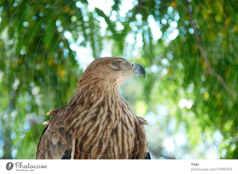 A hawk eagle Hunting Freedom Environment Nature Landscape Plant Animal Sky Spring Summer Beautiful weather Tree Park Forest Wild animal Bird 1 Aggression Blue
