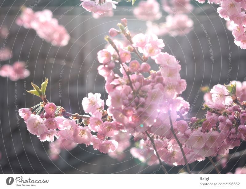 pink flowers of the ornamental cherry in sunlight Environment Nature Plant Spring Beautiful weather Tree Leaf Blossom Park Blossoming Fragrance Hang Illuminate