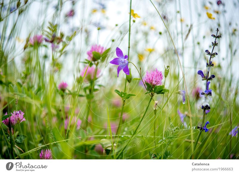 Flowers of a flower meadow Nature Plant Drops of water Summer Rain Leaf Blossom Clover blossom buttercup Marsh marigold Meadow Alps Blossoming Fragrance Faded