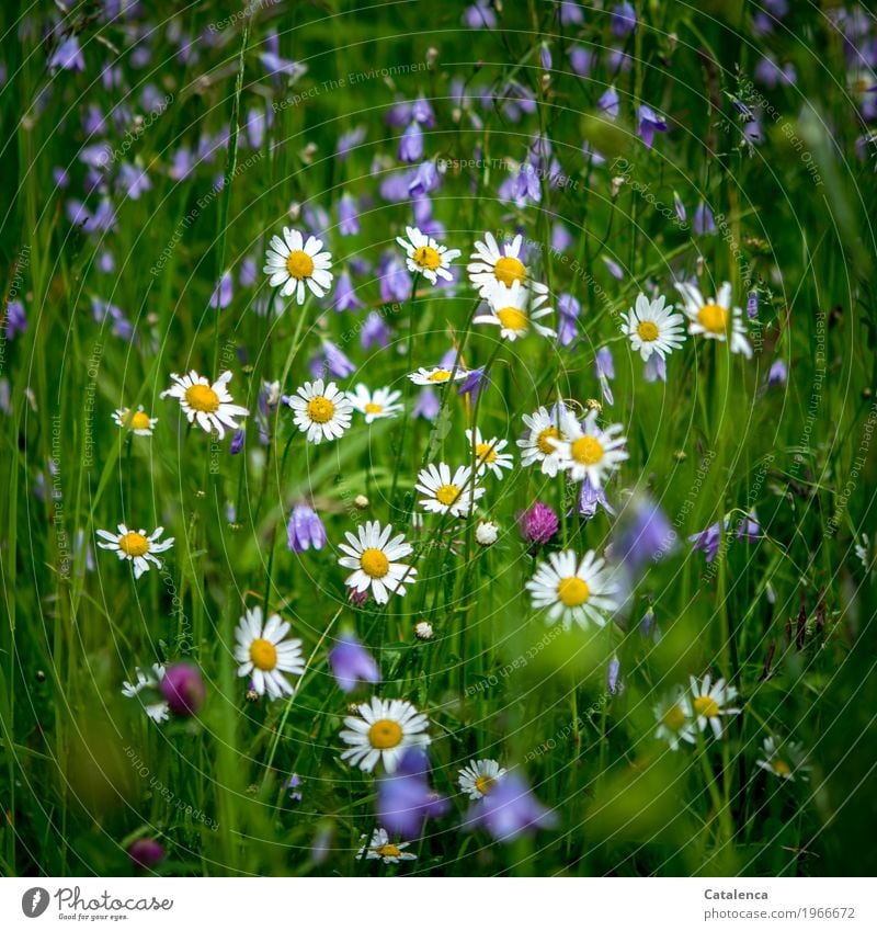 Together; bluebells and daisies of a flower meadow Nature Plant Summer Flower Grass Leaf Blossom Marguerite Bluebell Clover blossom Meadow Field Blossoming