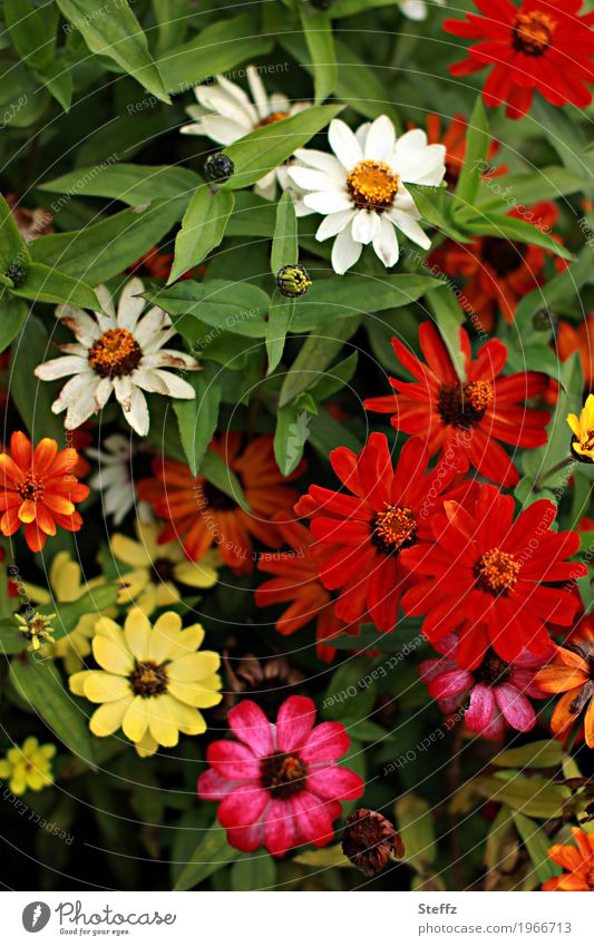 Zinnias bloom in the cottage garden zinnien zinnia composite Ornamental flowers Carpet of flowers ornamental plants floral September heyday Picturesque