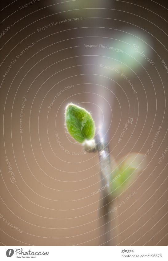Wait when I grow up... Nature Plant Bushes Leaf Brown Green Diminutive Growth Tiny hair Twig Near Spring Sprout Shoot Blur Leaf green Small Copy Space top