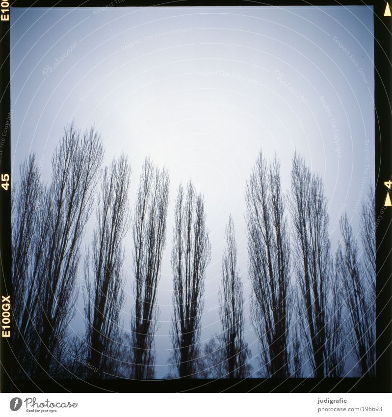 poplars Environment Nature Landscape Sky Winter Weather Tree Field Forest Threat Dark Creepy Cold Natural Blue Grief Climate Calm Moody Death Treetop Poplar Row
