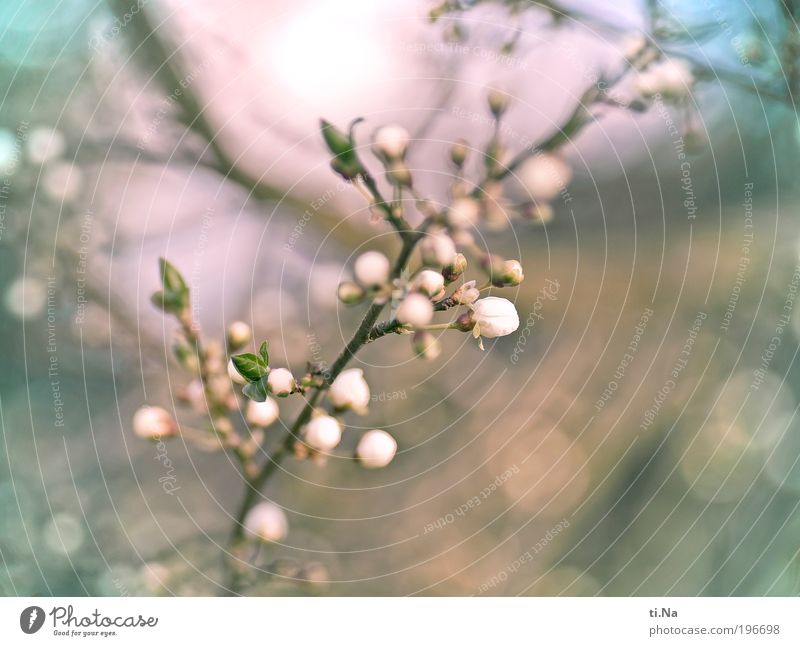 spring a little Environment Nature Landscape Animal Spring Beautiful weather Plant Tree Wild plant Plum tree Blossoming Fragrance Glittering Hang Illuminate