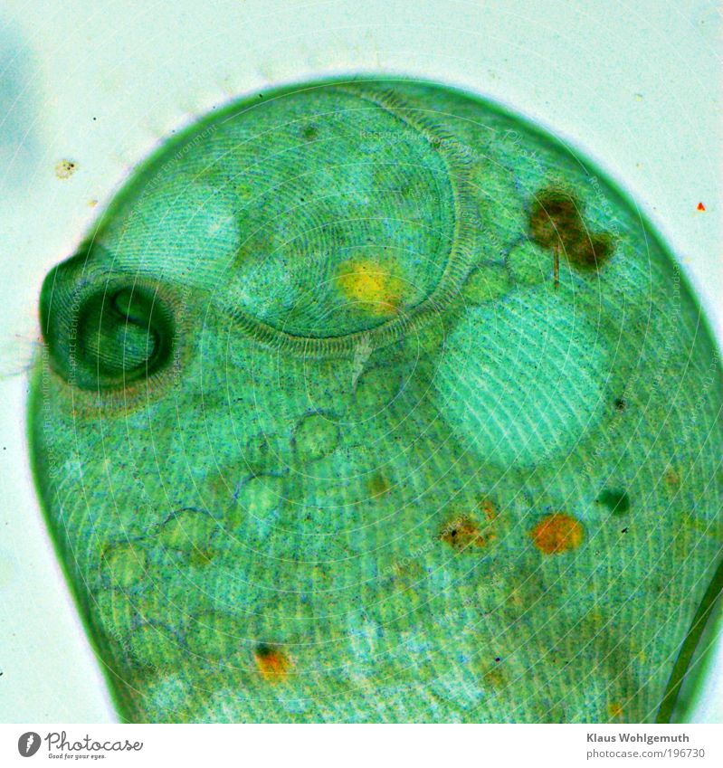 Green trumpet animal under the microscope, many details are visible Dive Mouth Environment Water Drops of water Exotic Pond Animal ciliate animal Protozoa 1