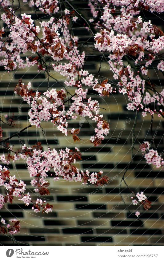 spring facade Environment Nature Plant Spring Tree Leaf Blossom Wall (barrier) Wall (building) Facade Fragrance Kitsch Natural Pink Life Blossoming Colour photo