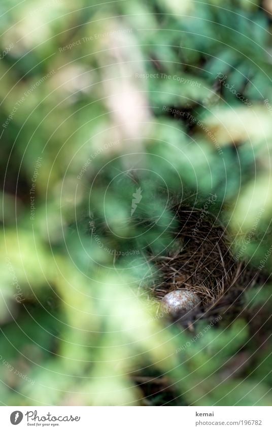 Hiding in hedges is good Plant Animal Bushes Foliage plant Wild plant Tuja Hedge Wild animal Bird Egg Blackbird amselei Nest-building Love and security Eyrie