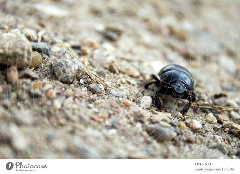 dung beetle Environment Nature Earth Sand Summer Park Field Farm animal Beetle 1 Animal Observe Movement Walking Looking Diligent Fear Horror Fear of death