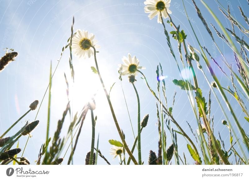 Solar Energy Part 3 Environment Nature Plant Cloudless sky Sun Sunlight Spring Summer Climate Weather Beautiful weather Grass Leaf Blossom Meadow Blue Green