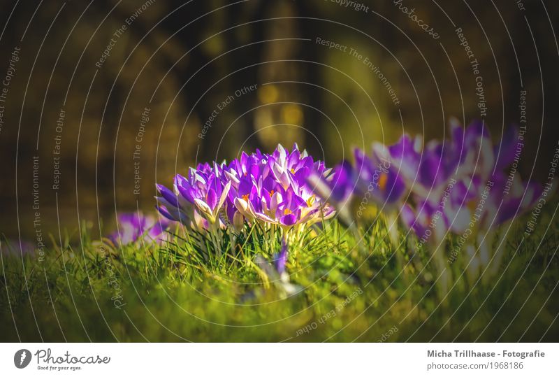Crocuses in the spring sun Nature Plant Sun Sunlight Spring Weather Beautiful weather Tree Flower Grass Leaf Blossom Garden Park Meadow Blossoming Fragrance