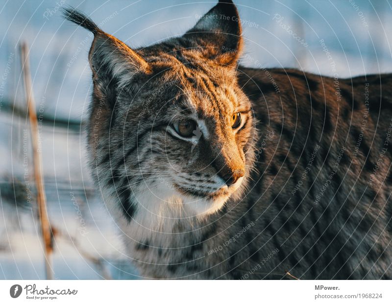 lynx Animal Cat 1 Beautiful Lynx Winter Wild cat Land-based carnivore Forest Game park Paw Colour photo Exterior shot Deserted Shallow depth of field Cat eyes