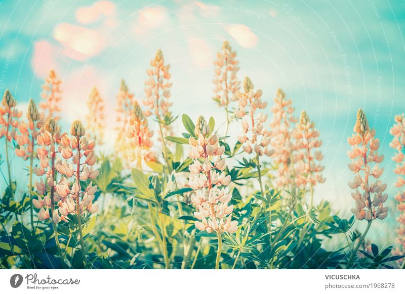 Floral nature background with lupines Lifestyle Leisure and hobbies Summer Garden Environment Nature Landscape Plant Sky Sunlight Flower Leaf Blossom Park