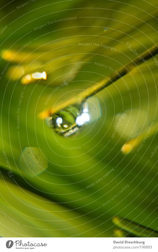 Wet spring day Harmonious Nature Plant Drops of water Foliage plant Green Silver Dew Sphere Blade of grass Round Colour photo Exterior shot Close-up Detail