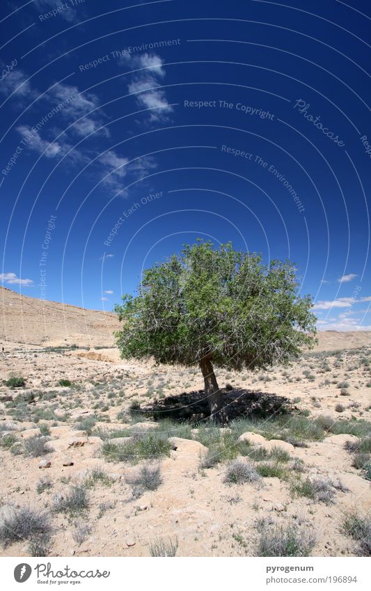 Poor, single tree without friends Environment Nature Landscape Plant Earth Sand Sky Beautiful weather Drought Tree Desert Blue Brown Green Growth Change
