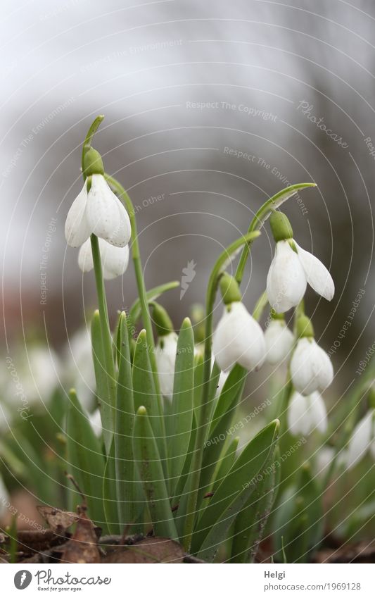 they're already ringing ... Environment Nature Plant Spring Flower Leaf Blossom Snowdrop Park Blossoming Stand Growth Beautiful Small Natural Brown Gray Green