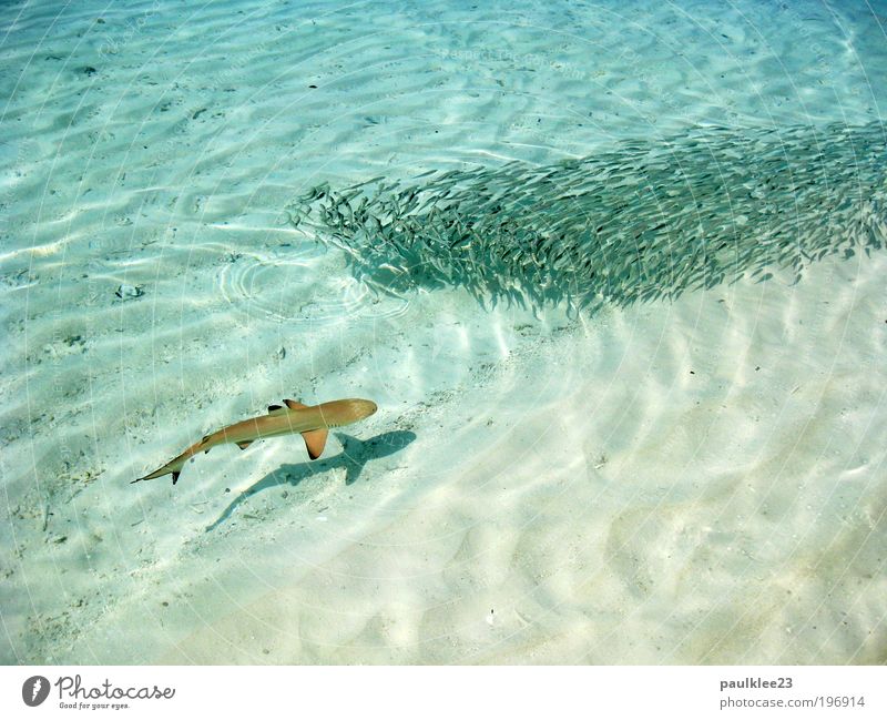 attention shark Contentment Relaxation Hunting Vacation & Travel Tourism Far-off places Sun Ocean Island Dive Landscape Climate Climate change Reef Coral reef
