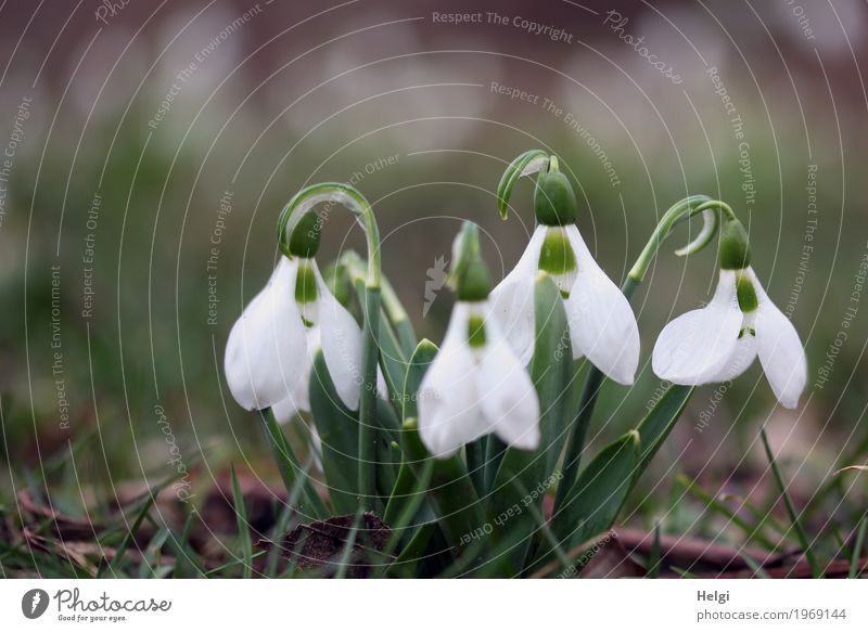 Grow and thrive soon. Environment Nature Plant Spring Flower Leaf Blossom Snowdrop Garden Blossoming Growth Beautiful Small Natural Brown Green White Moody