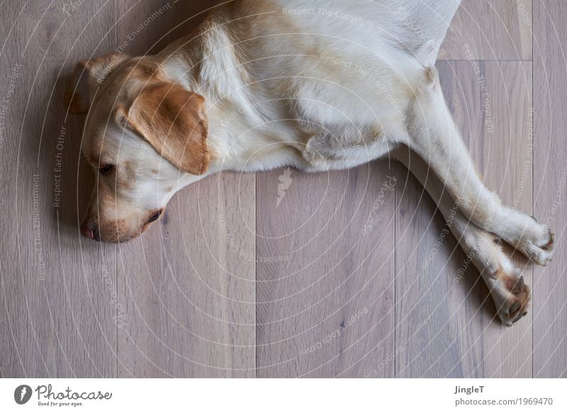 relaxation Animal Pet Dog Labrador 1 Wood Lie Brown Yellow Black White Safety (feeling of) Relaxation Colour photo Interior shot Deserted Copy Space bottom Day