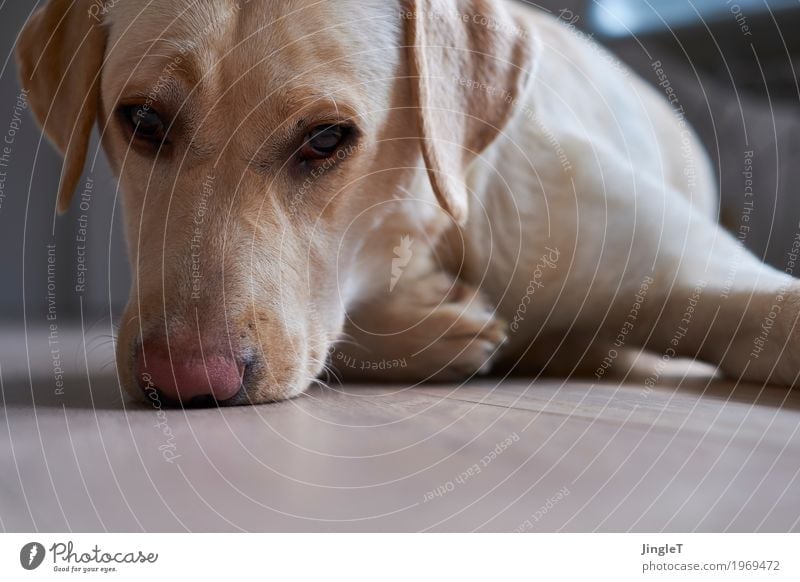 doggie eyes Animal Pet Dog Labrador 1 Communicate Looking Blue Brown Yellow Gold Black White Contact Moody Colour photo Interior shot Deserted Copy Space bottom