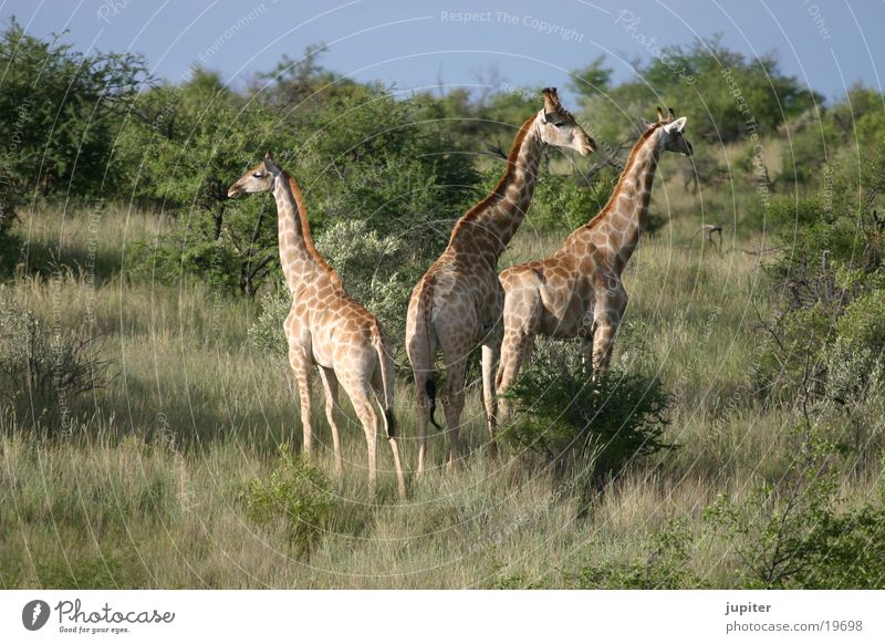 giraffe family Namibia Africa Safari Giraffe