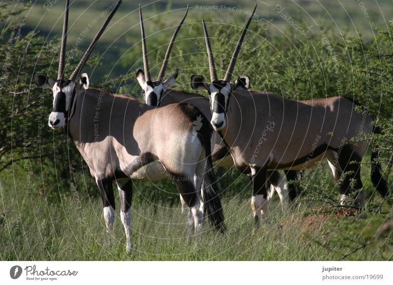 oryx antelopes Gemsbok Antelope Namibia Africa Safari