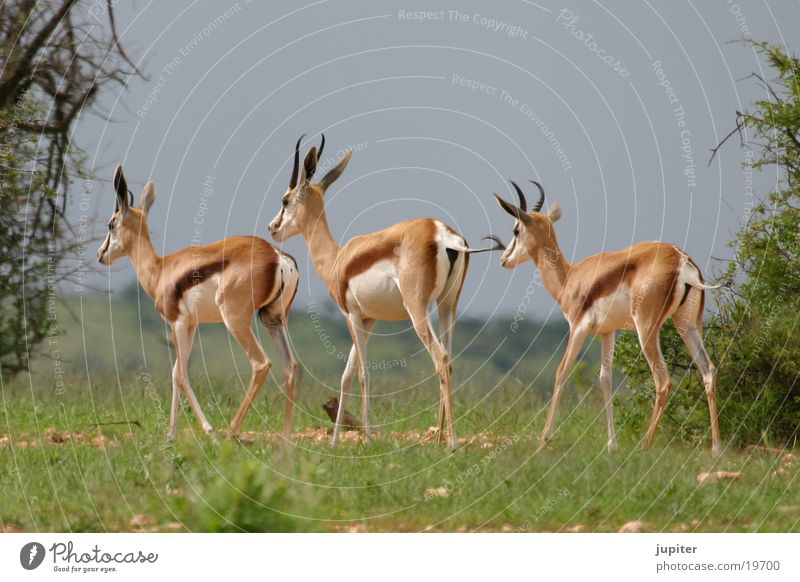 3 springboks Springbok Antelope Namibia Africa Safari
