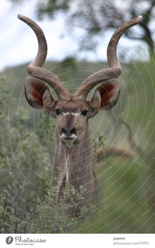 Kudu bull Bull Antelope Namibia Africa Safari