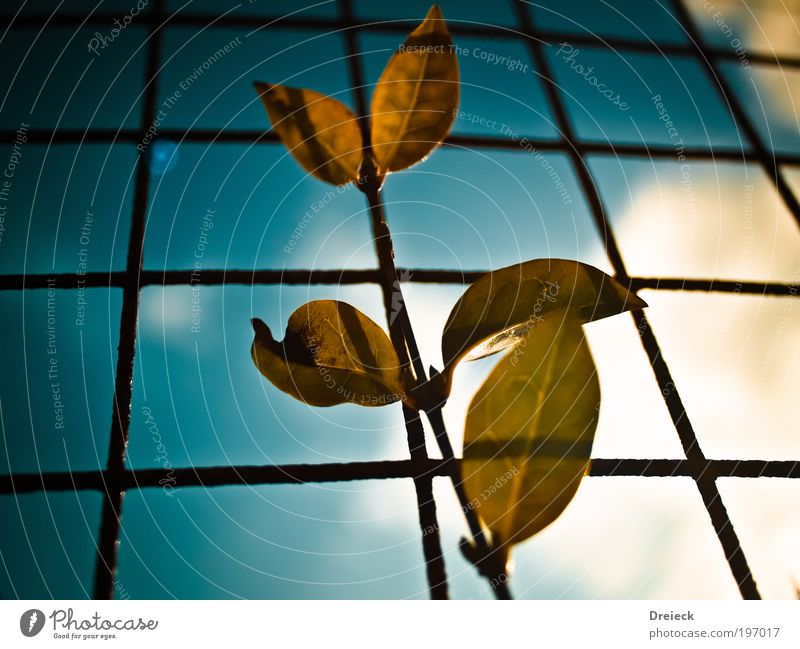 Leaf Karo Environment Nature Plant Earth Air Sky Clouds Sun Sunlight Spring Beautiful weather Park Meadow Scotland Small Town Fence Metal Steel Rust Net