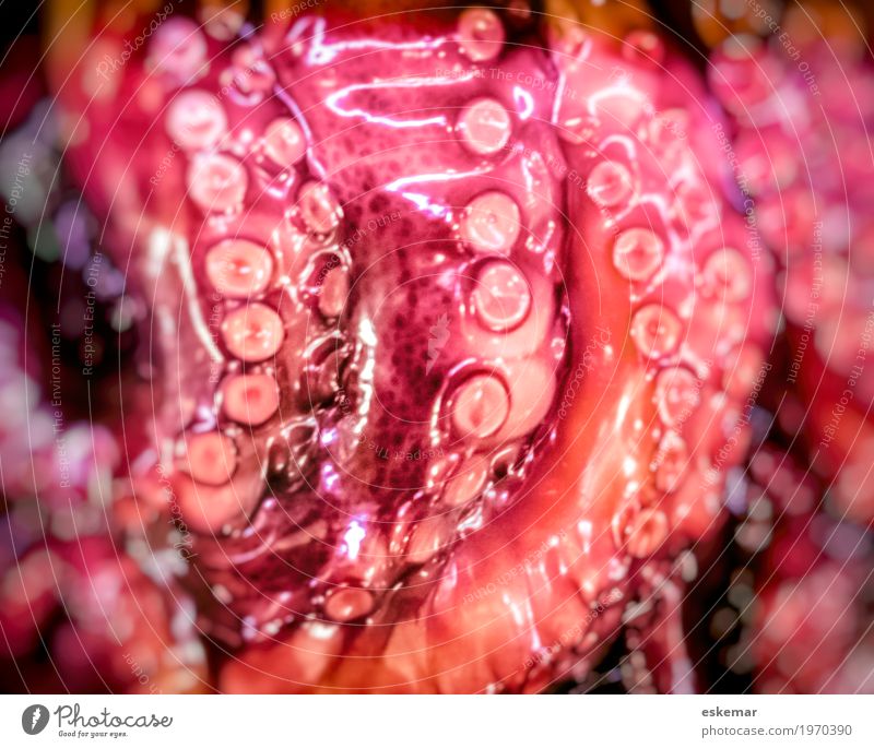 pulpo Food Fish Seafood Squid Octopus Nutrition Esthetic Delicious Near Orange Pink Red Colour Eating Colour photo Deserted Copy Space left Copy Space bottom