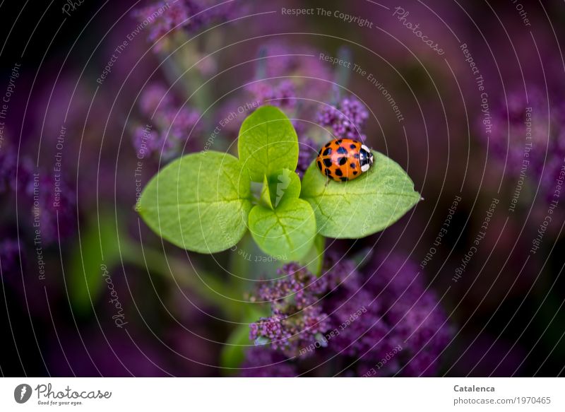 ladybugs Nature Plant Animal Summer Leaf Blossom Agricultural crop Cauliflower Garden Vegetable garden Beetle Ladybird 1 Crawl Esthetic Green Violet Orange