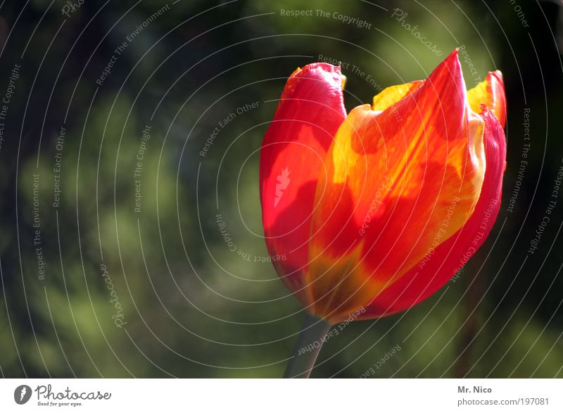 tulip Plant Flower Tulip Park Red Spring Spring fever Flower shop Valentine's Day Mother's Day Yellow Nature Blossoming Orange heralds of spring by oneself