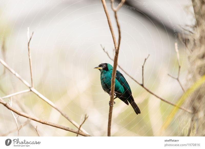 Green honeycreeper scientifically known as Chlorophanes spiza Tree Forest Animal Bird 1 Blue Black Wild bird Feather fly Perches wing South America Colour photo