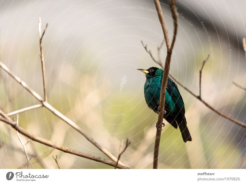 Green honeycreeper scientifically known as Chlorophanes spiza Nature Tree Forest Animal Bird 1 Blue Brown Black Wild bird Feather fly Perches wing South America